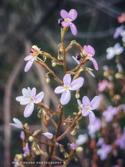 Stylidium laricifolium