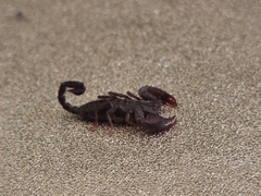 Euscorpius