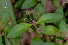 Pomax umbellata