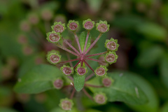 Pomax umbellata