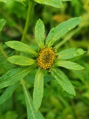 Bidens tripartita