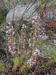 Stylidium laricifolium