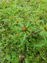 Bidens tripartita