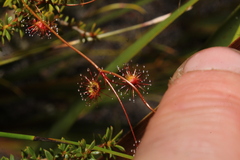 Drosera drummondii