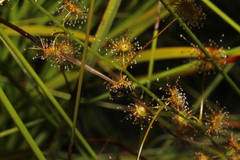 Drosera sulphurea