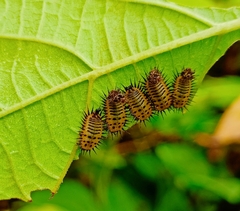 Aspidimorpha miliaris