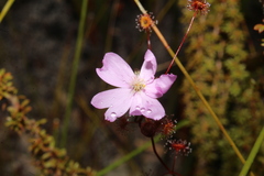 Drosera drummondii
