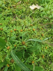 Bidens tripartita