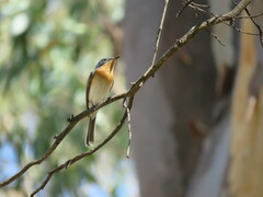 Myiagra rubecula