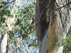 Myiagra rubecula