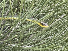 Dendrelaphis punctulatus