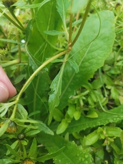 Bidens tripartita