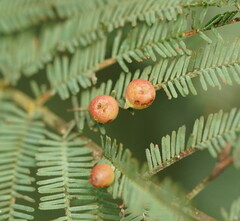 Austroacacidiplosis botrycephalae