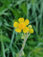 Ranunculus flammula
