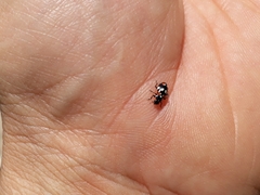 Eriopis connexa