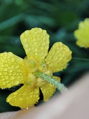 Ranunculus flammula