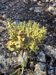 Teucrium