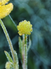 Ranunculus flammula