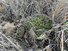 Euphorbia pulvinata