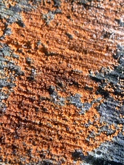 Hydropisphaera peziza