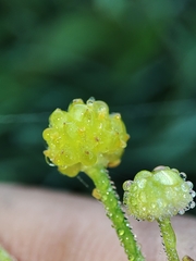 Ranunculus flammula