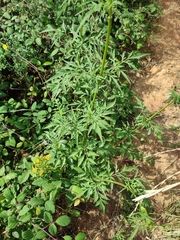 Bidens subalternans