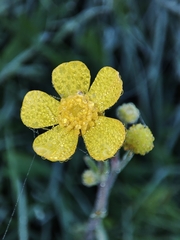 Ranunculus flammula