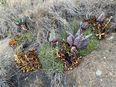 Euphorbia pulvinata