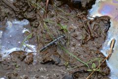 Orthetrum albistylum