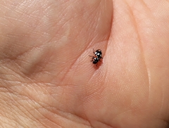 Eriopis connexa
