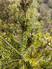 Erica multiflora