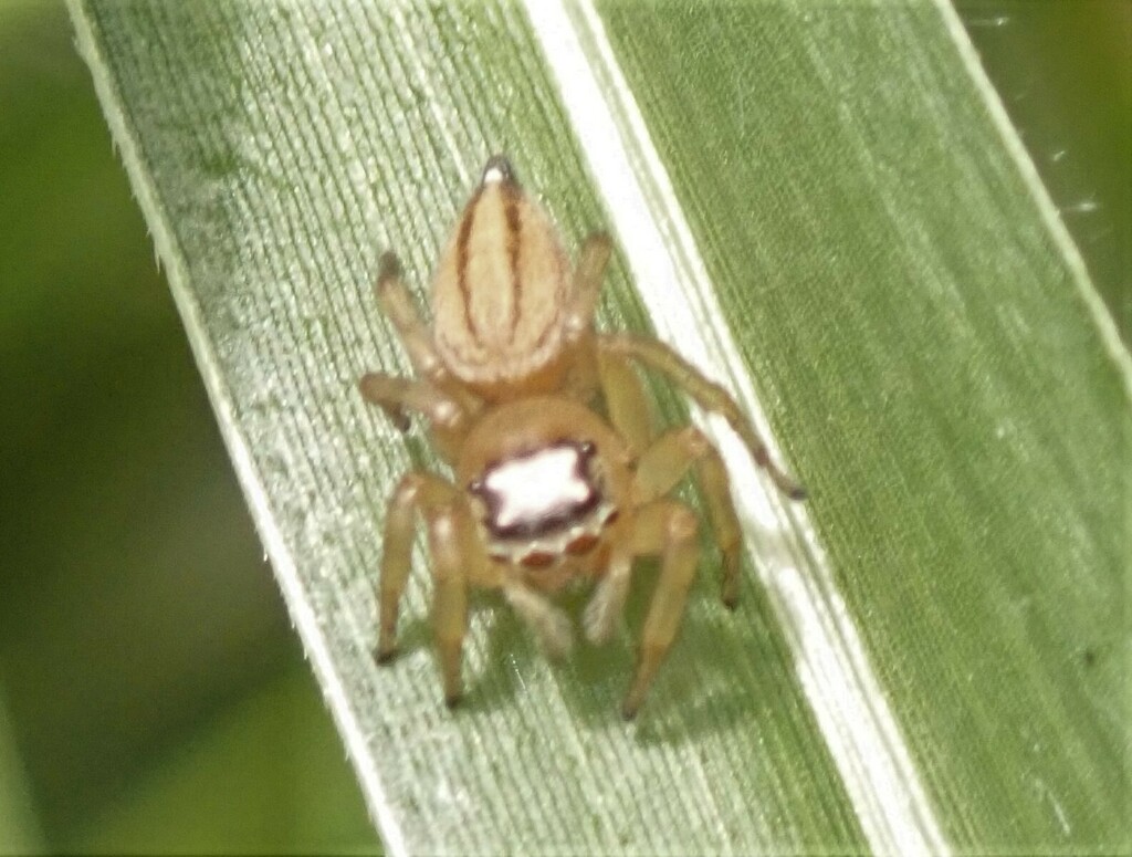 White Garland House Hopper from Kin Kin QLD 4571, Australia on September 30, 2022 at 1142 AM by