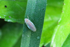Linnavuoriella arcuata