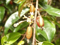 Elaeagnus triflora