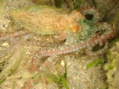 Callistoctopus