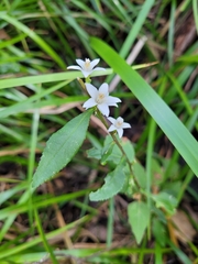 Zanthoxyloideae