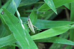 Neorthacris