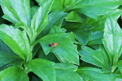 Ctenochares bicolorus