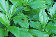 Ctenochares bicolorus