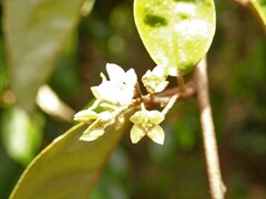 Elaeagnus triflora