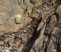 Pelargonium ochroleucum