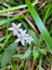 Zanthoxyloideae