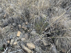 Euphorbia pulvinata