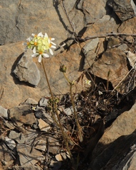 Pelargonium ochroleucum