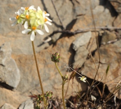 Pelargonium ochroleucum