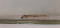 Cobitis taenia