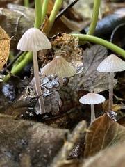 Mycena leptocephala