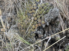 Euphorbia pulvinata