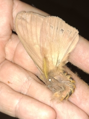 Saturniidae