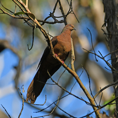 Macropygia phasianella